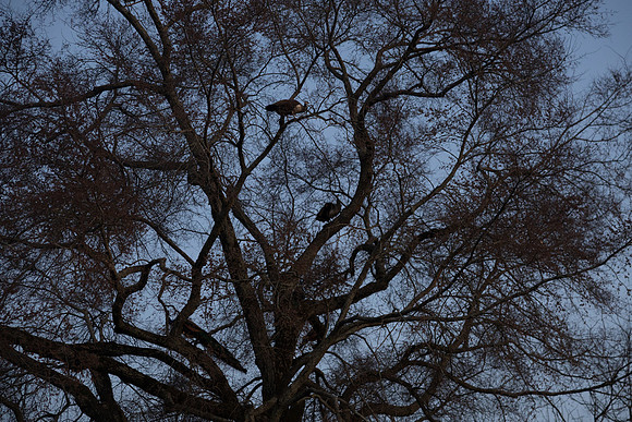 Brooklyn Photography