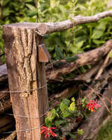 8x10 Web
