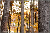 4x6 Web Watermark