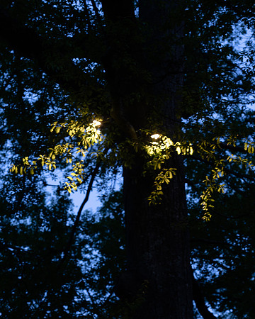 BrooklynPhotography-2374
