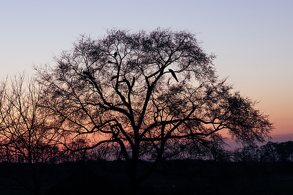 Brooklyn Photography
