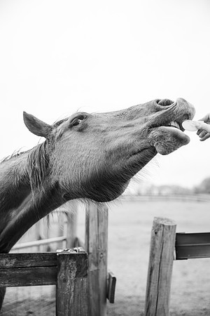 Brooklyn Photography