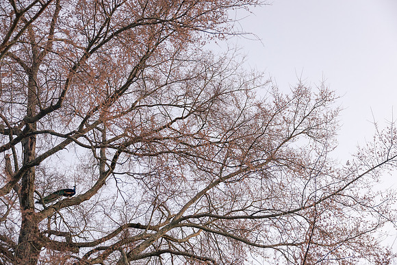 Brooklyn Photography
