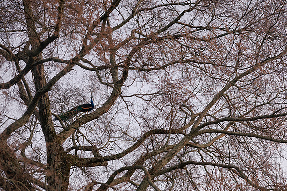 Brooklyn Photography