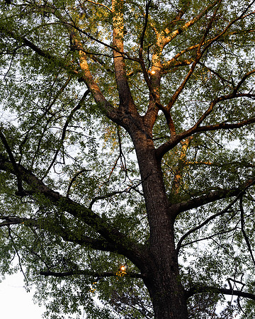 BrooklynPhotography-2329