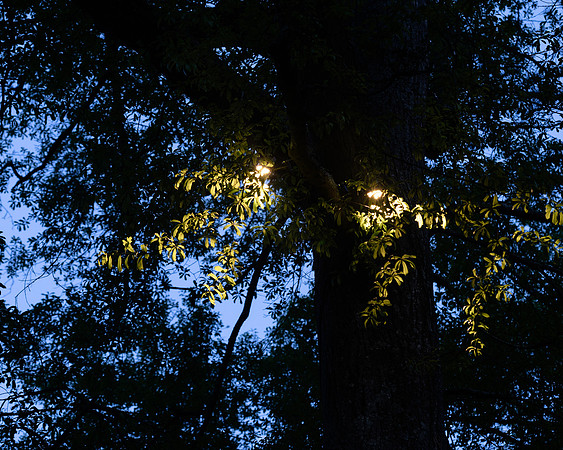 BrooklynPhotography-2375